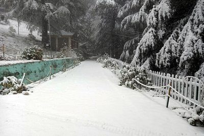 Himachal Pradesh, Nov 16 (ANI): Trees and road covered with fresh snow after the snowfall, at Tourist spot Kalatop near Dalhousie on Monday. (ANI Photo)