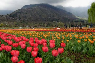 Tulip Garden Srinagar Kashmir